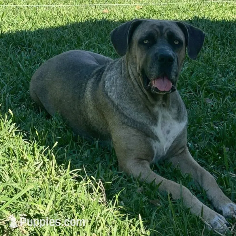 Yellow Collar Female, a female Cane Corso for sale in Lake Charles, LA – Photo 6 of 6