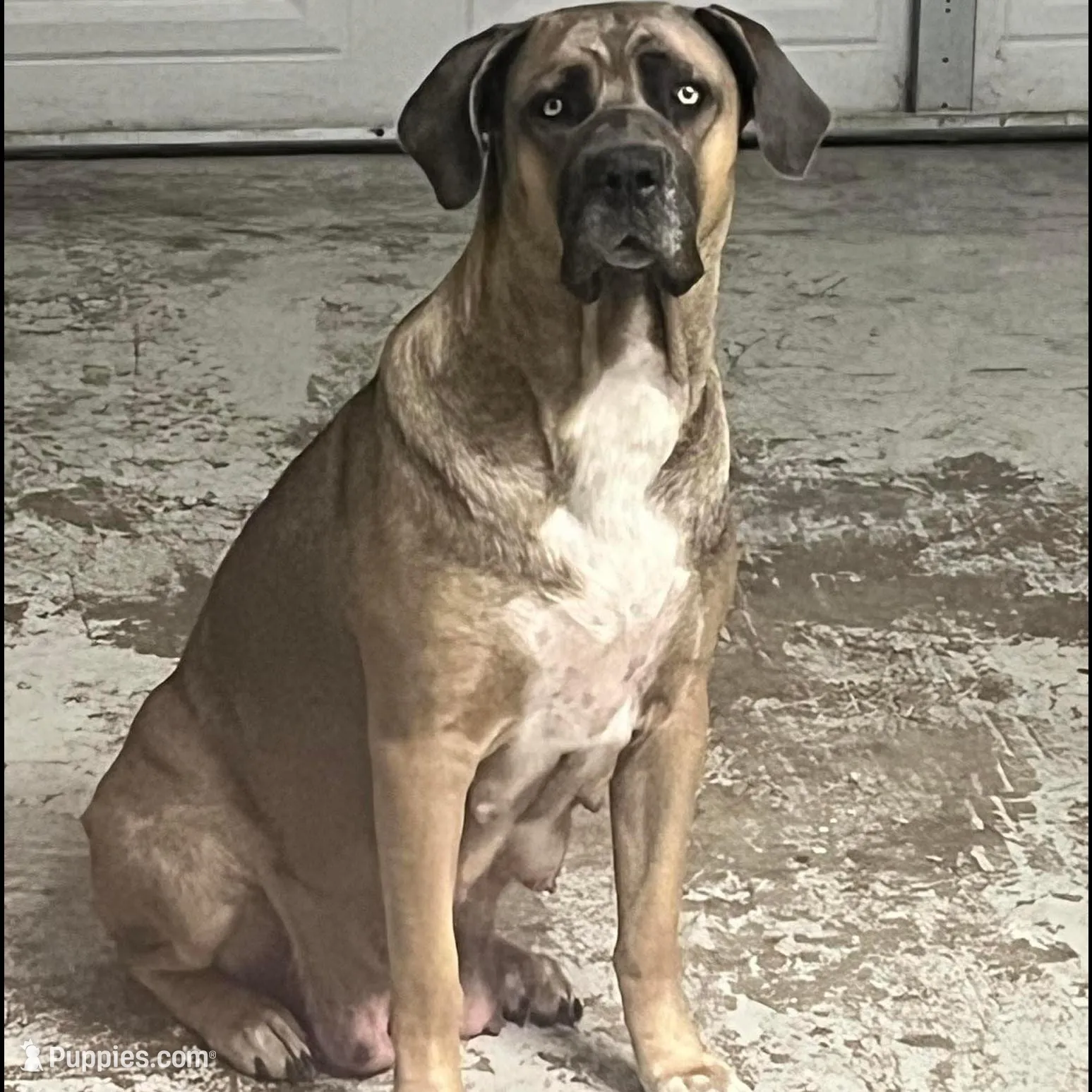 Yellow Collar Female, a female Cane Corso for sale in Lake Charles, LA – Photo 4 of 6