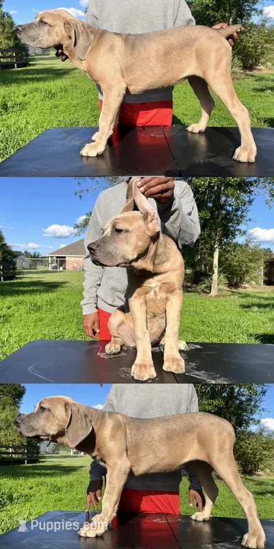 Pink Collar Female – Cane Corso puppy for sale in Lake Charles, LA
