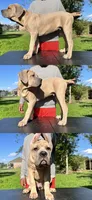 Blue Collar Male, a male Cane Corso for sale in Lake Charles, LA – 1 of 10