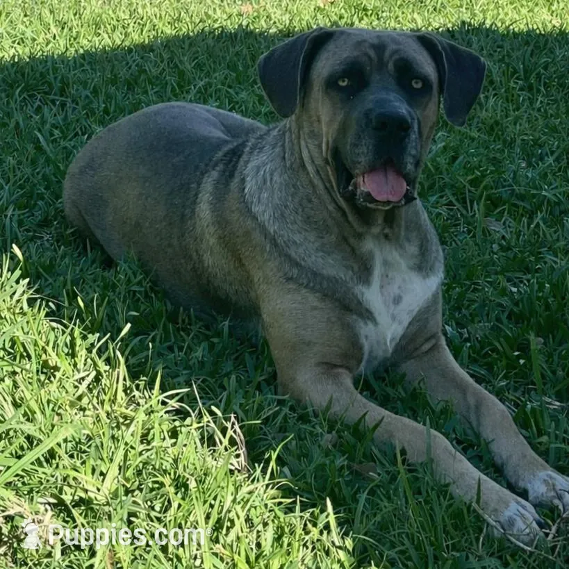 Pink Collar Female, a female Cane Corso for sale in Lake Charles, LA – Photo 6 of 6
