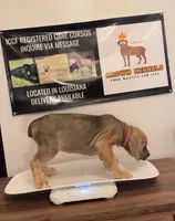 Pink Collar Female, a female Cane Corso for sale in Lake Charles, LA – Photo 3 of 9