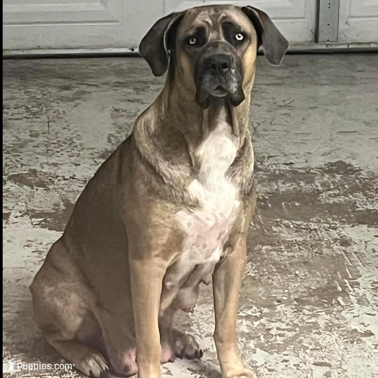 Pink Collar Female, a female Cane Corso for sale in Lake Charles, LA – Photo 4 of 6
