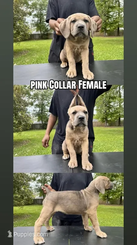 Pink Collar Female – Cane Corso puppy for sale in Lake Charles, LA