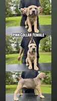 Pink Collar Female, a female Cane Corso for sale in Lake Charles, LA – Photo 1 of 9