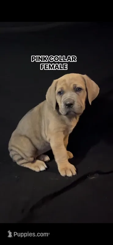 Pink Collar Female – Cane Corso puppy for sale in Lake Charles, LA