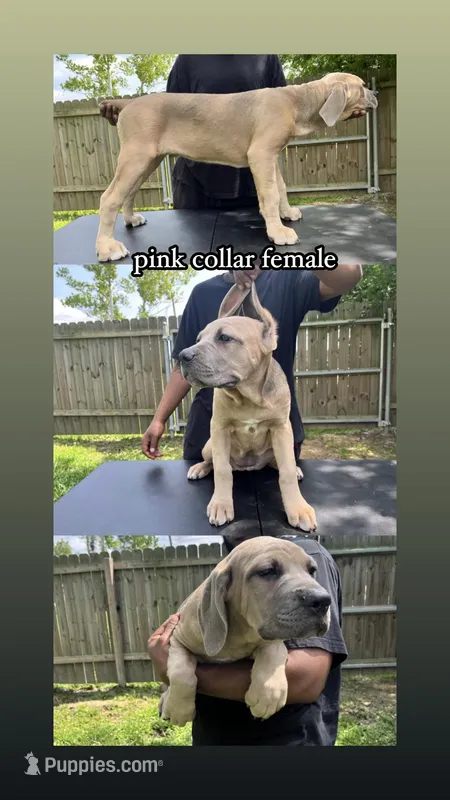 Pink Collar Female – Cane Corso puppy for sale in Lake Charles, LA