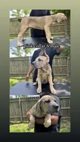 Pink Collar Female, a female Cane Corso for sale in Lake Charles, LA – 2 of 10