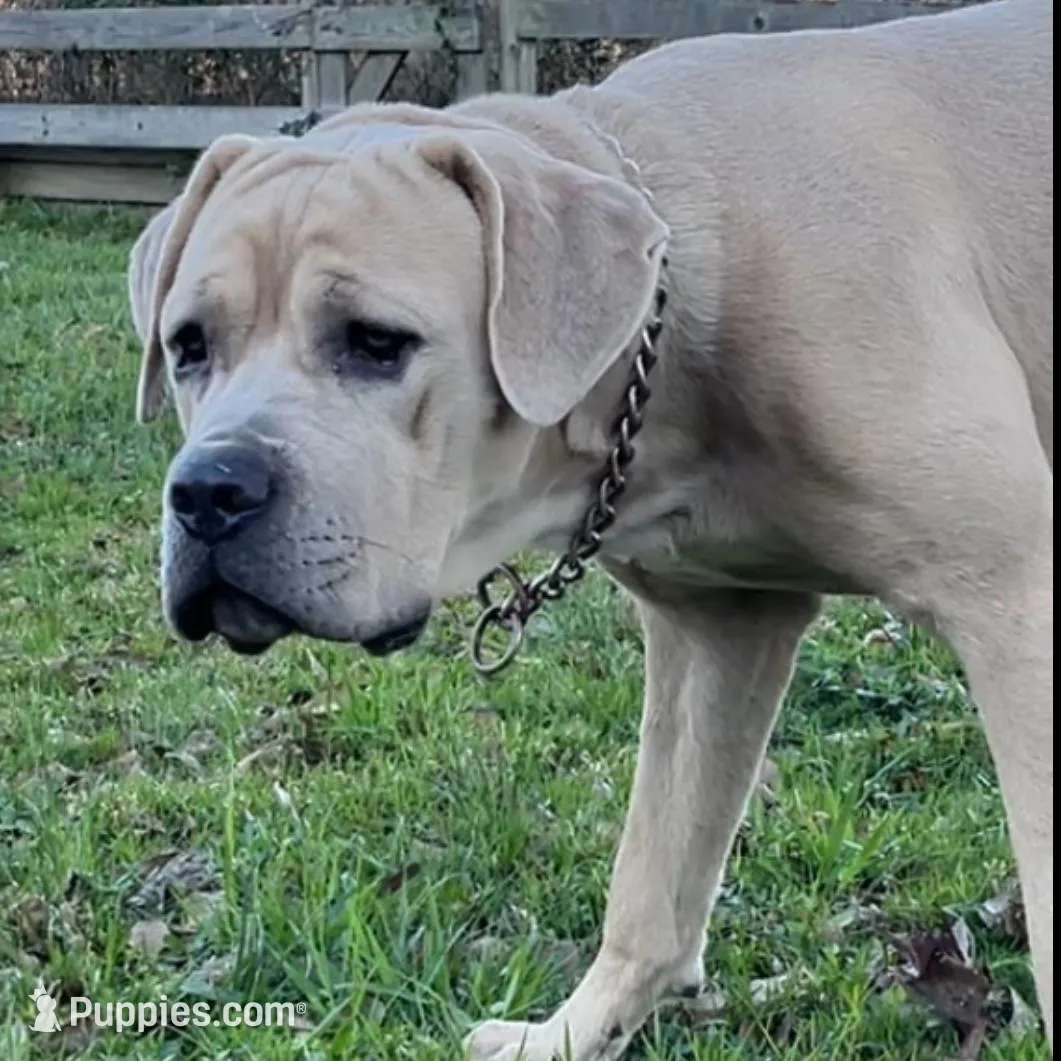 Pink Collar Female, a female Cane Corso for sale in Lake Charles, LA – Photo 3 of 6