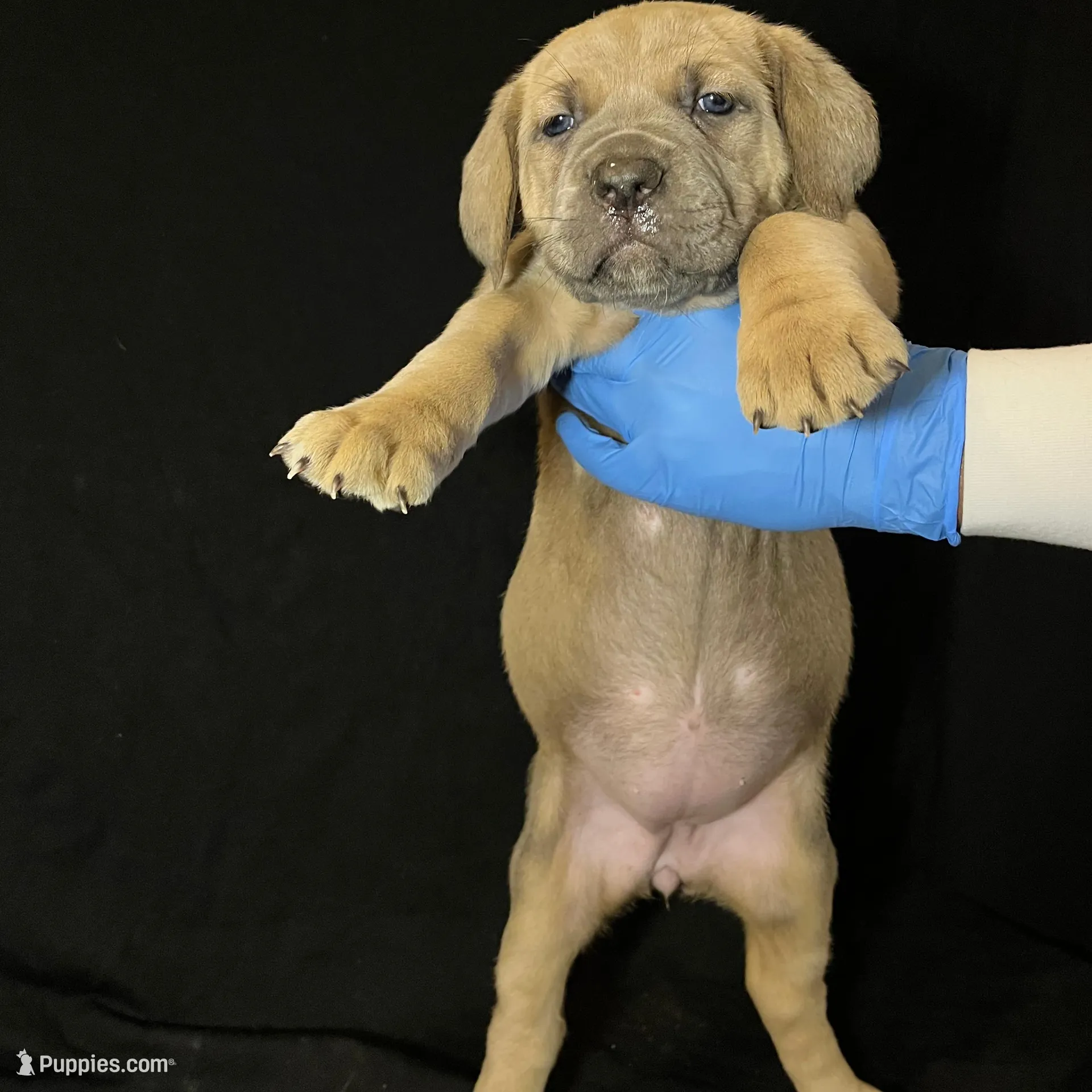 Pink Collar Female, a female Cane Corso for sale in Lake Charles, LA – Photo 2 of 6