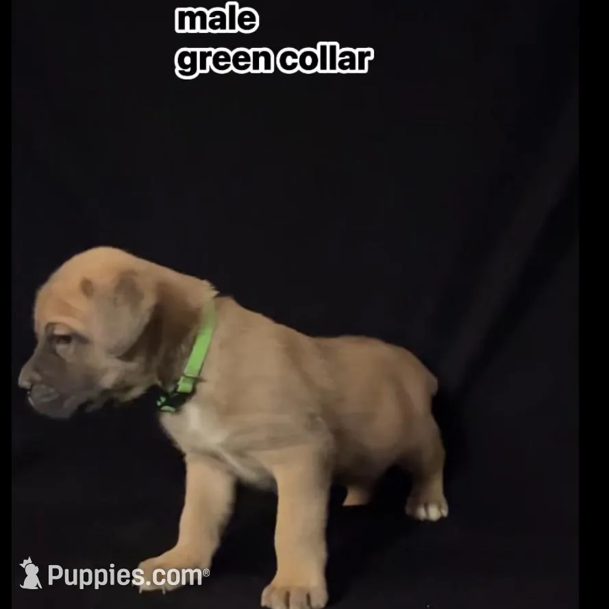 Green Collar Male