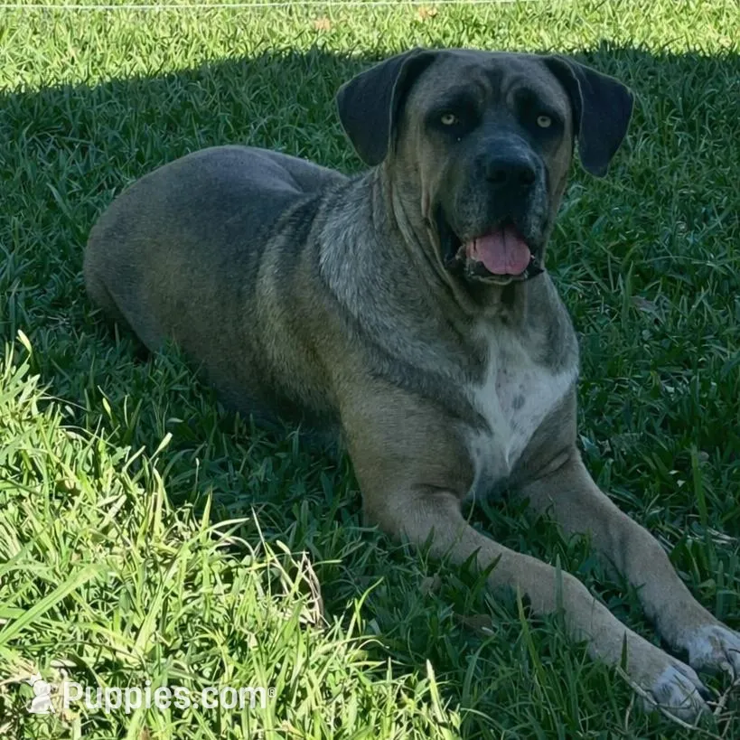 Green Collar Male, a male Cane Corso for sale in Lake Charles, LA – Photo 6 of 6