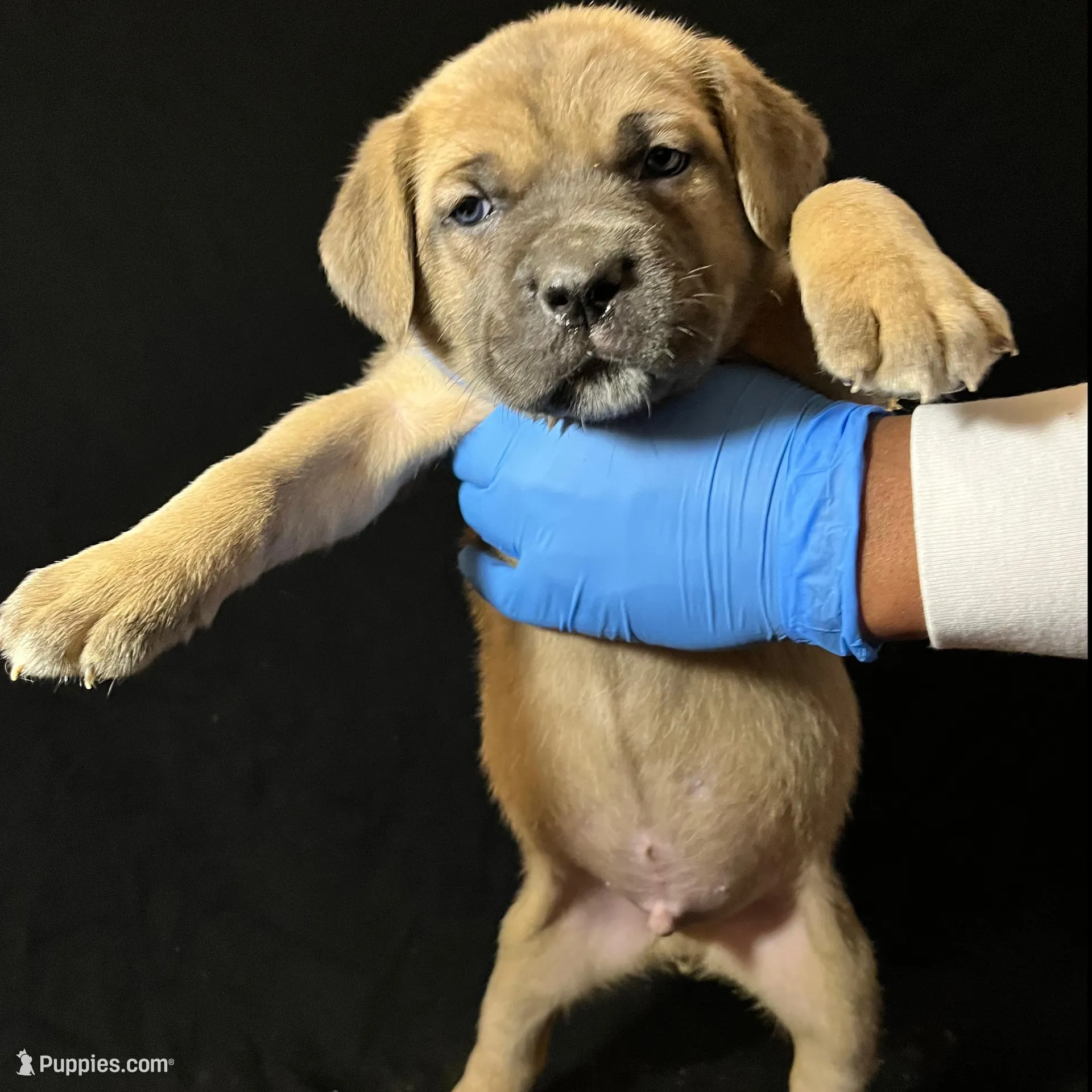 Green Collar Male, a male Cane Corso for sale in Lake Charles, LA – Photo 2 of 6