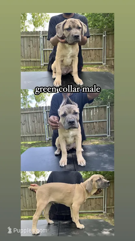Green Collar Male – Cane Corso puppy for sale in Lake Charles, LA