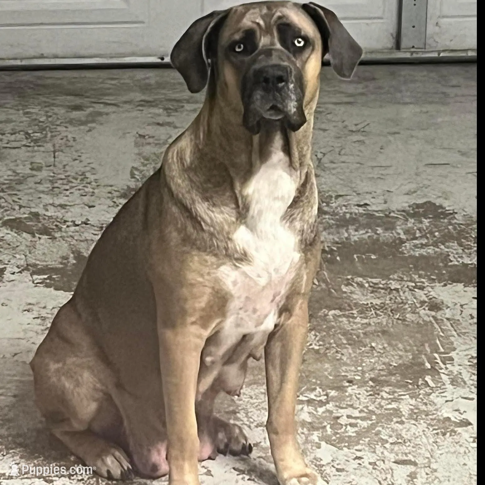 Green Collar Male, a male Cane Corso for sale in Lake Charles, LA – Photo 4 of 6