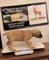 Green Collar Male, a male Cane Corso for sale in Lake Charles, LA – Photo 3 of 9