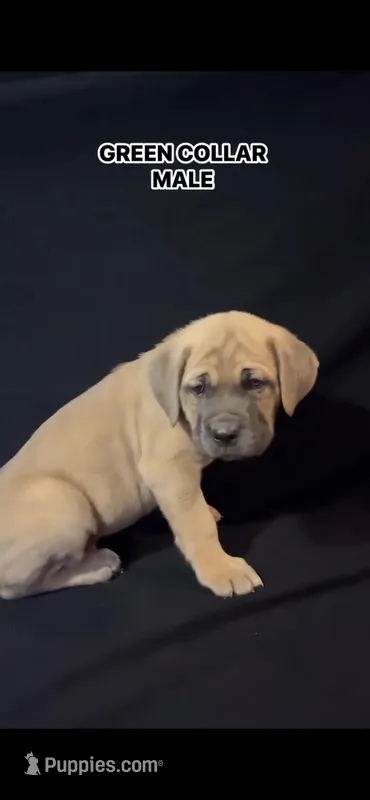 Green Collar Male – Cane Corso puppy for sale in Lake Charles, LA