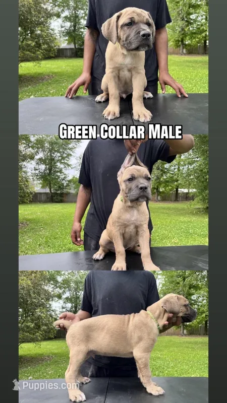 Green Collar Male – Cane Corso puppy for sale in Lake Charles, LA