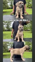 Green Collar Male, a male Cane Corso for sale in Lake Charles, LA – Photo 1 of 9