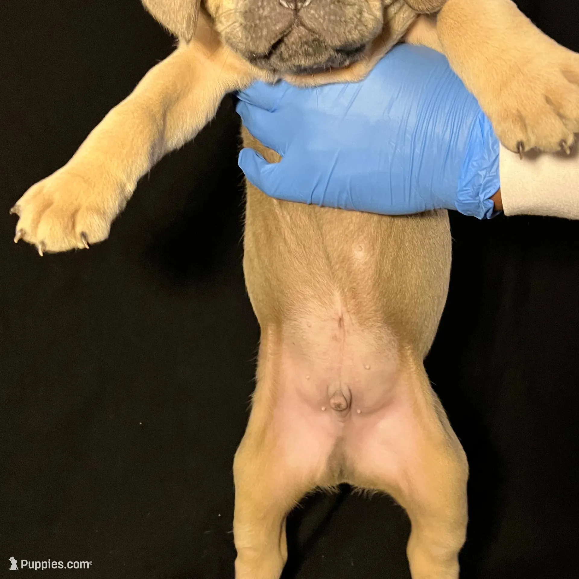 Black Collar Male, a male Cane Corso for sale in Lake Charles, LA – Photo 2 of 6