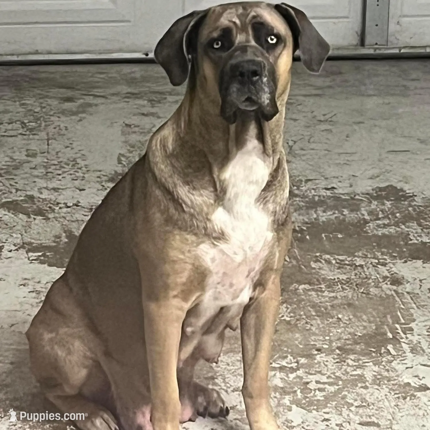Black Collar Male, a male Cane Corso for sale in Lake Charles, LA – Photo 4 of 6