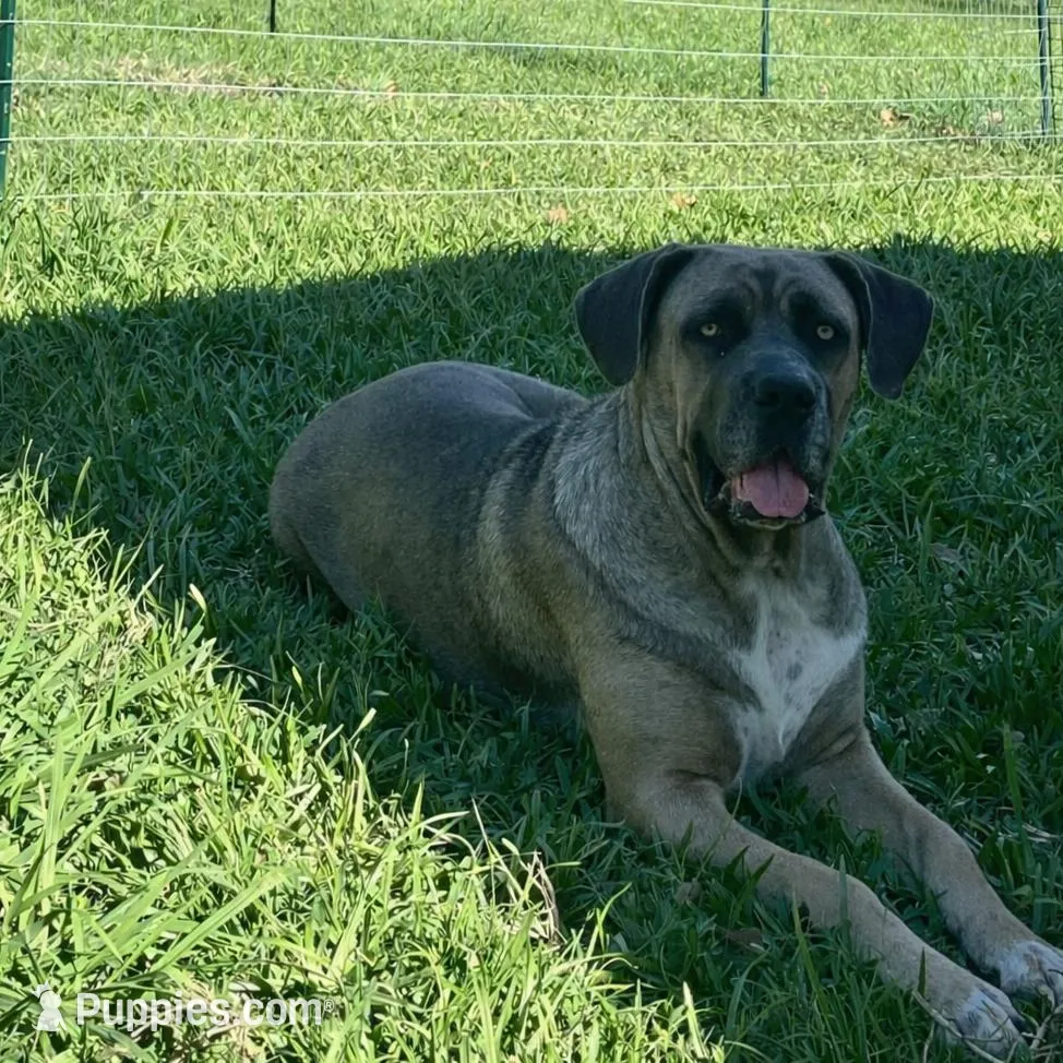 Black Collar Male, a male Cane Corso for sale in Lake Charles, LA – Photo 6 of 6