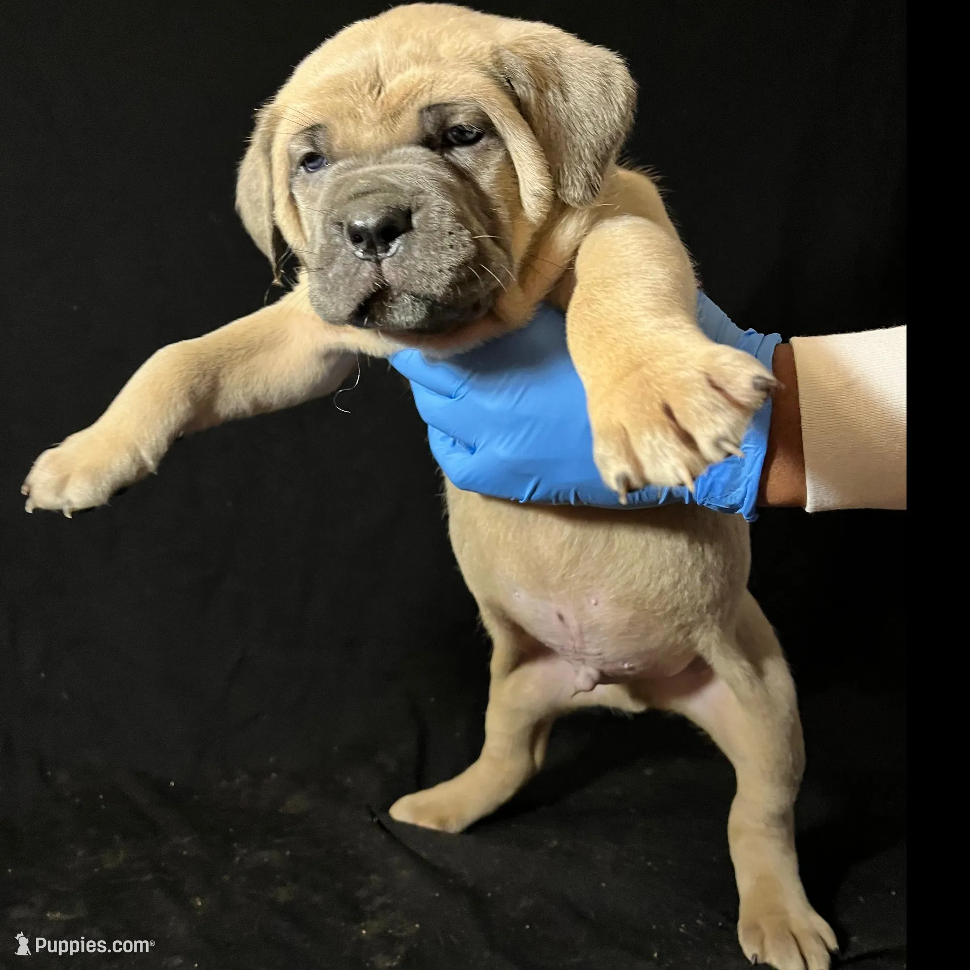 Orange Collar Male, a male Cane Corso for sale in Lake Charles, LA – Photo 2 of 6