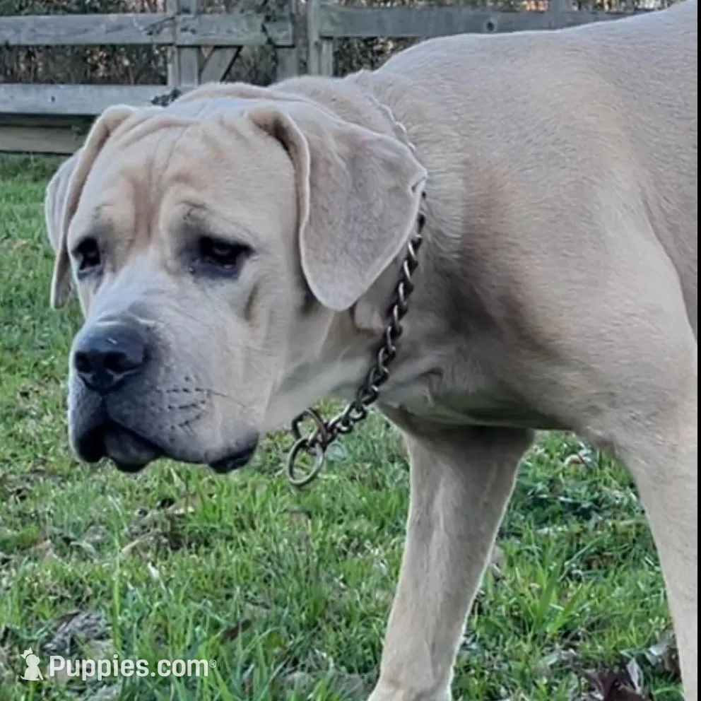 Orange Collar Male, a male Cane Corso for sale in Lake Charles, LA – Photo 3 of 6