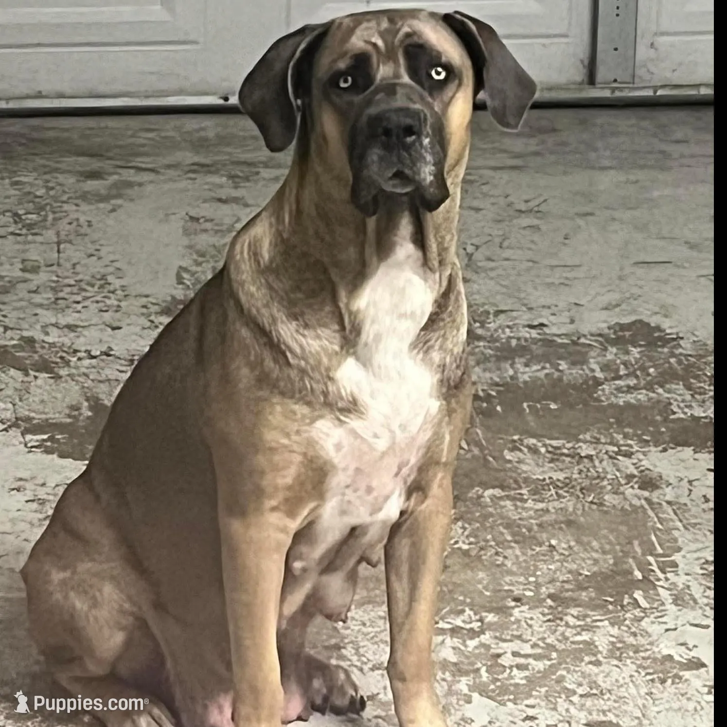 Orange Collar Male, a male Cane Corso for sale in Lake Charles, LA – Photo 4 of 6