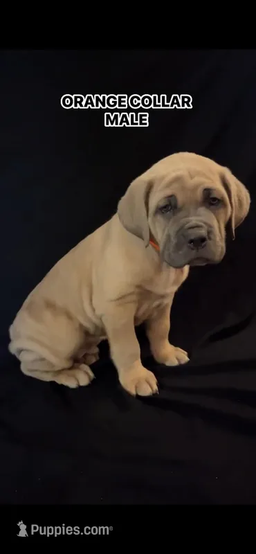Orange Collar Male – Cane Corso puppy for sale in Lake Charles, LA