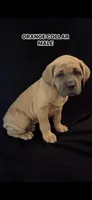Orange Collar Male, a male Cane Corso for sale in Lake Charles, LA – Photo 2 of 9