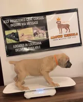 Orange Collar Male, a male Cane Corso for sale in Lake Charles, LA – Photo 3 of 9