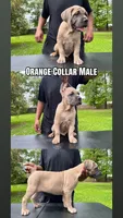 Orange Collar Male, a male Cane Corso for sale in Lake Charles, LA – Photo 1 of 9