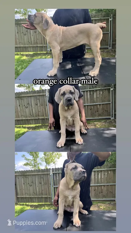 Orange Collar Male – Cane Corso puppy for sale in Lake Charles, LA