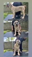 Orange Collar Male, a male Cane Corso for sale in Lake Charles, LA – 2 of 10