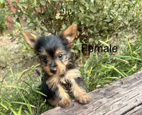 Cindy, a female Yorkshire Terrier for sale in Wedgefield, SC – 2 of 2