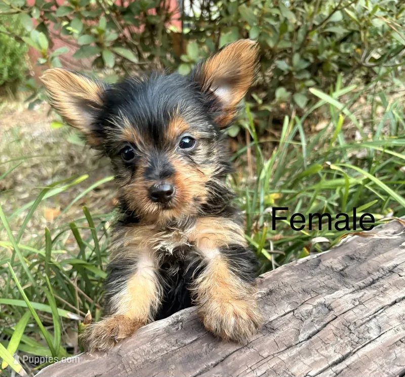 Cindy – Yorkshire Terrier puppy for sale in Wedgefield, SC