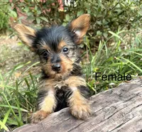 Cindy, a female Yorkshire Terrier for sale in Wedgefield, SC – 1 of 2