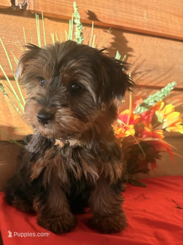 Ted – Yorkshire Terrier puppy for sale in Wedgefield, SC