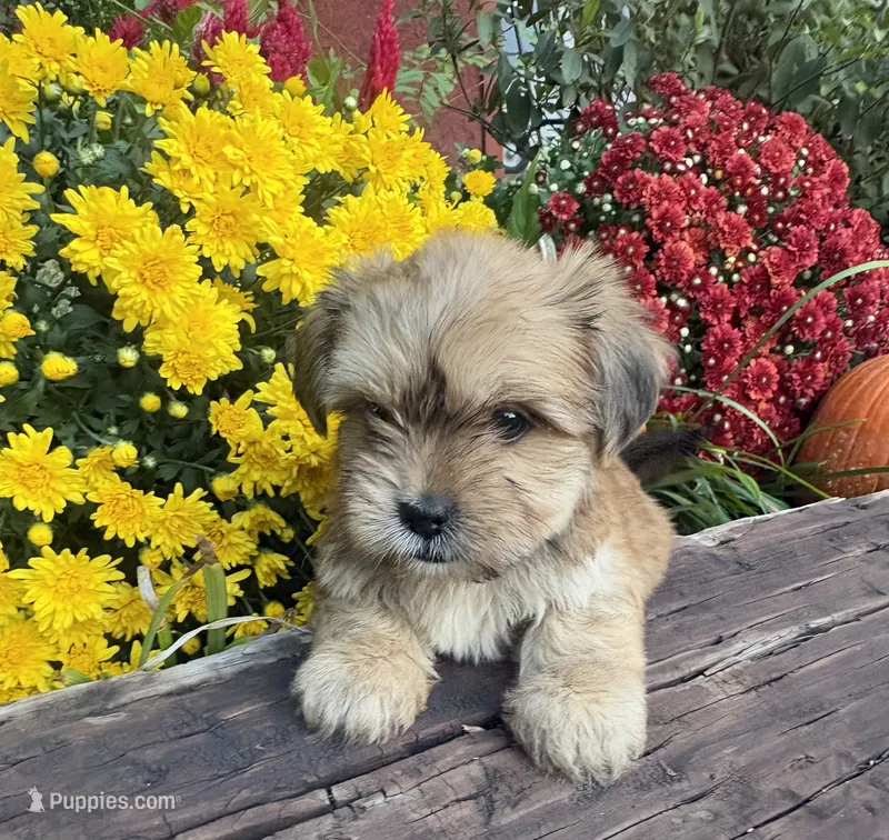 Ace – Yorkshire Terrier, Shorkie puppy for sale in Wedgefield, SC