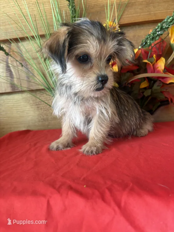 Holly – Yorkshire Terrier, Shorkie puppy for sale in Wedgefield, SC