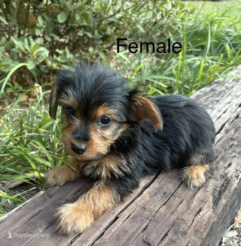 Sadie – Yorkshire Terrier puppy for sale in Wedgefield, SC