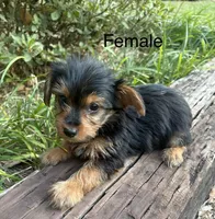 Sadie, a female Yorkshire Terrier for sale in Wedgefield, SC – 1 of 2