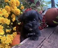 Lilly , a female Yorkshire Terrier and Shorkie for sale in Wedgefield, SC – 3 of 3