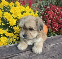 Ace, a male Yorkshire Terrier and Shorkie for sale in Wedgefield, SC – 2 of 3