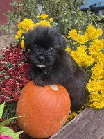 Max, a male Shorkie for sale in Wedgefield, SC – 3 of 3