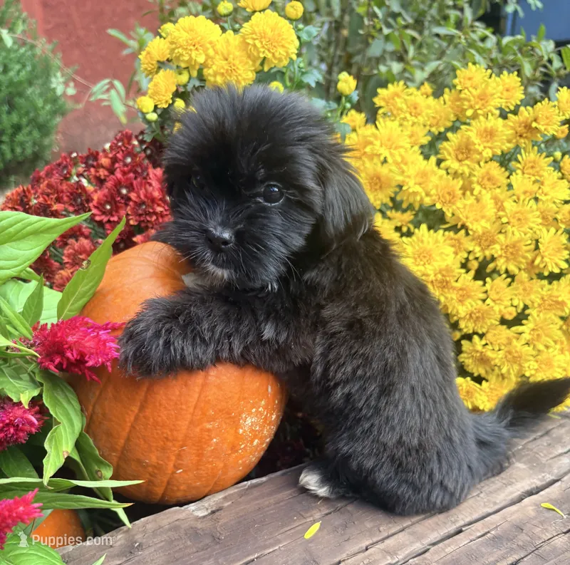 Molly – Yorkshire Terrier, Shorkie puppy for sale in Wedgefield, SC