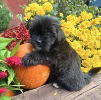 Molly, a female Yorkshire Terrier and Shorkie for sale in Wedgefield, SC – 1 of 3