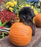 Molly, a female Yorkshire Terrier and Shorkie for sale in Wedgefield, SC – 3 of 3