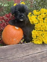 Max, a male Shorkie for sale in Wedgefield, SC – 2 of 3